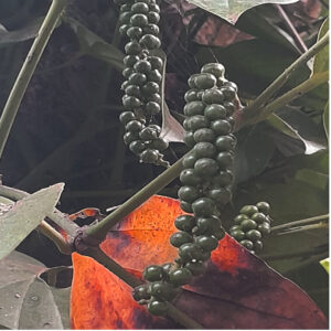 Black Pepper - Image 4